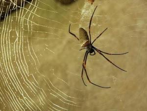 红蜘蛛在线观看,在线观看,揭秘网络世界的暗黑面 第3张 红蜘蛛在线观看,在线观看,揭秘网络世界的暗黑面 第3张